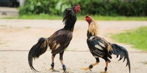 80 màu mạng gà đá bj88 trực tuyến