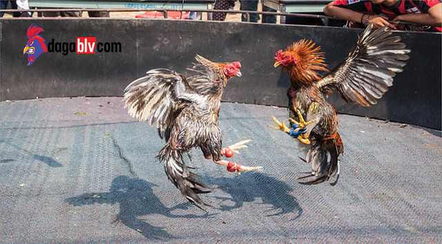 Đắm Chìm Trong Những Trận Đấu Gà Tre Thomo