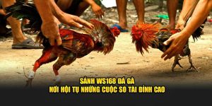 Người chơi tham gia Roulette trong không gian live WS168