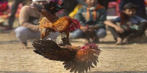 Trận đấu gà đòn bj88