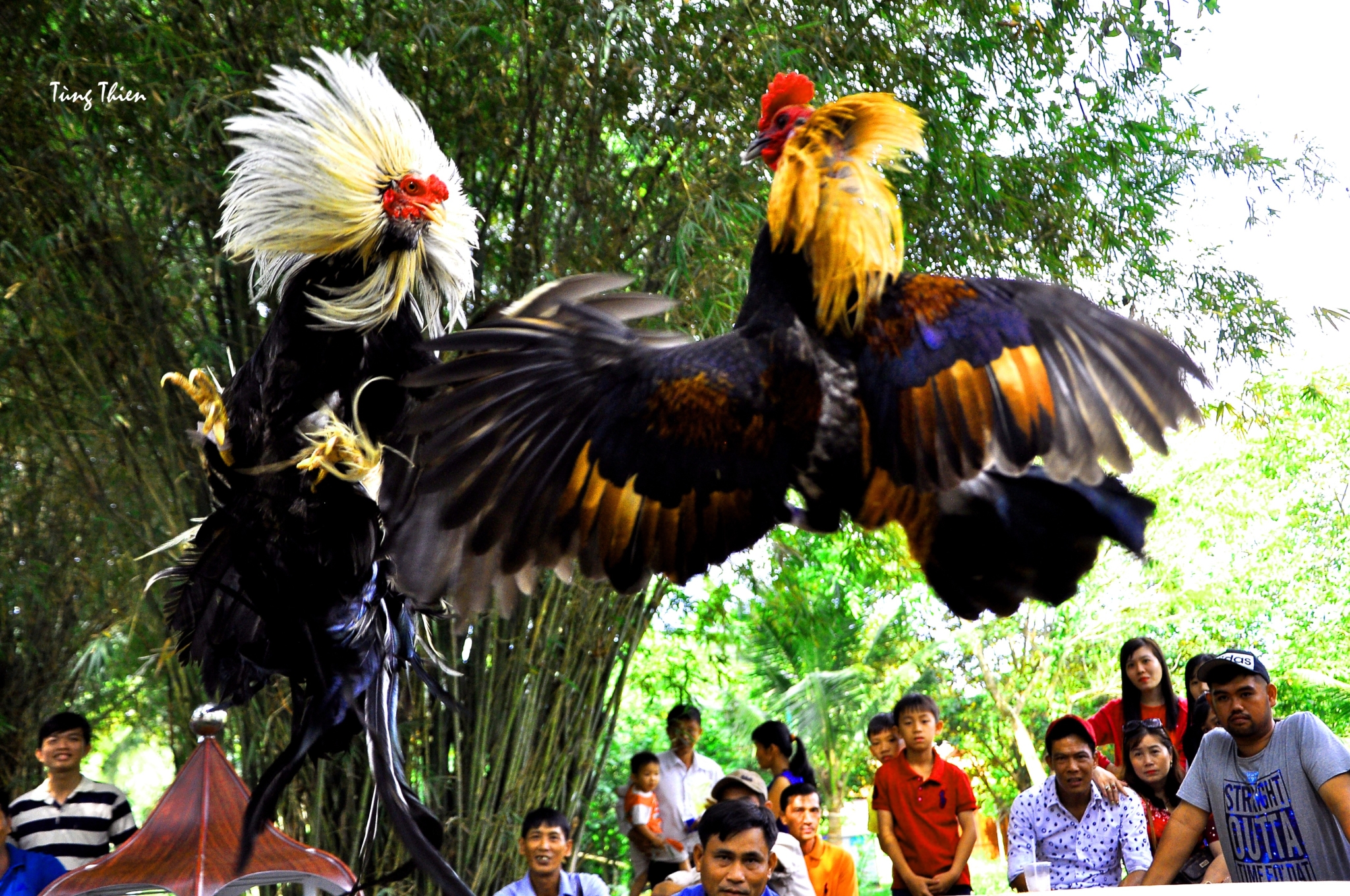 Chiến kê cựa dao lao vào nhau trong trận